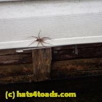 /home//u458753944/public_html/sourcegallery////////////////Insects and small critters/spiders and kin (Arachnida)/P8140175.JPG